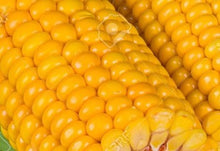 Load image into Gallery viewer, Petticoat-25